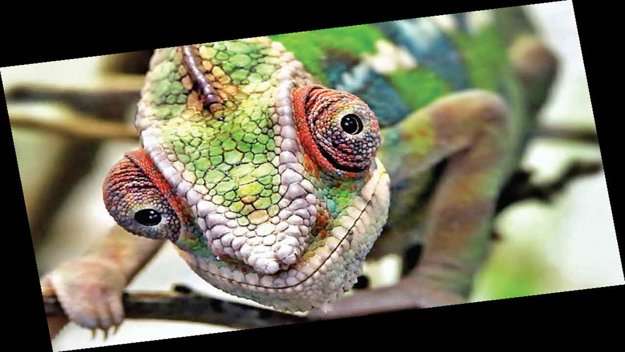 Eight Animals Whose Eyesight Is Sharper Than Ours Sandesh