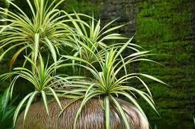plant 2