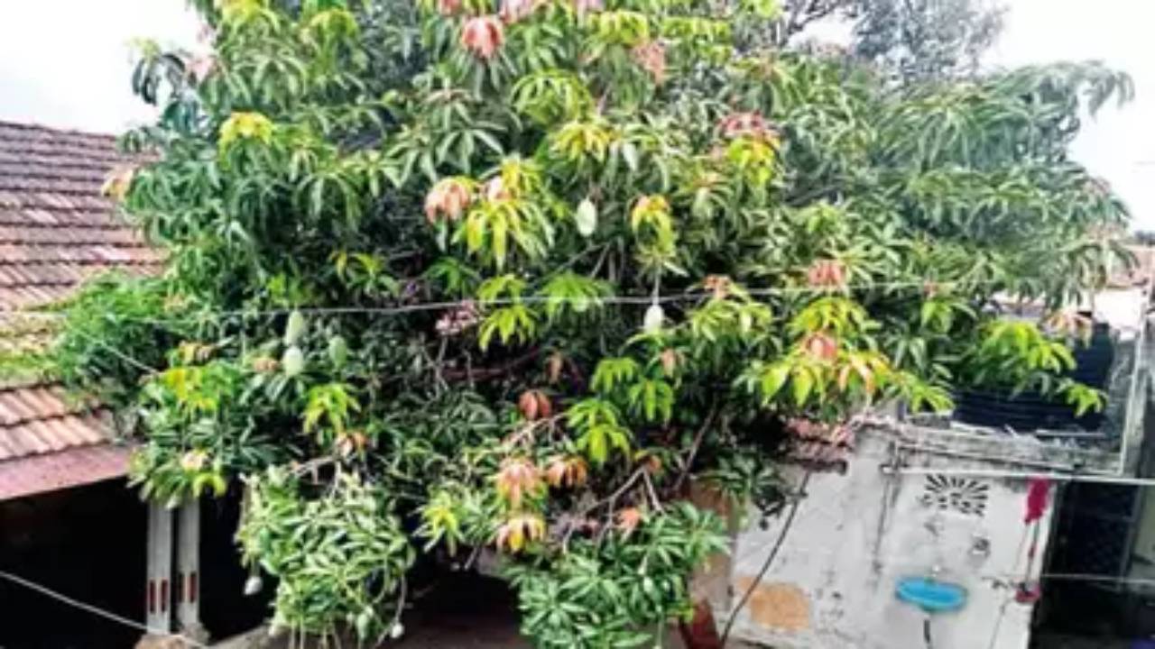Mango tree